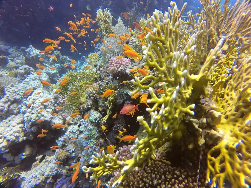 Rejse til Hurghada, Egypten